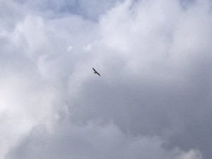 Die Geier kreisen schon.