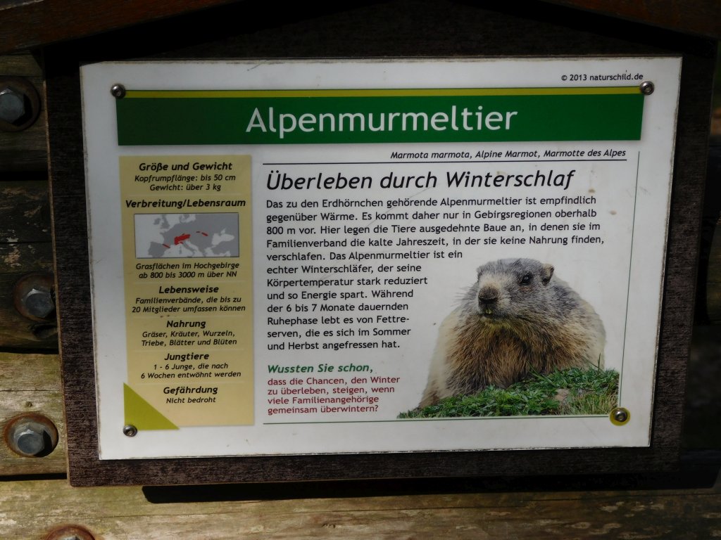Hinweistafel zum Alpenmurmeltier
