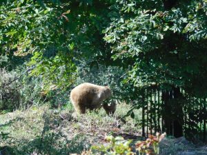 Europäischer Braunbär