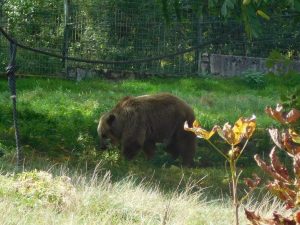 Europäischer Braunbär