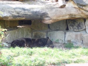 Europäischer Braunbär, schlafend
