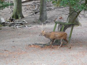 Eindrücke vom Tierpark Olderdissen