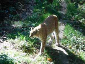 Eurasischer Luchs