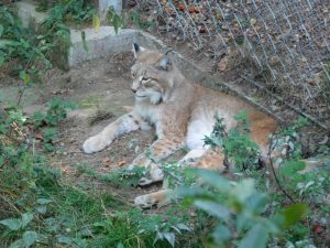 Eurasischer Luchs beim Chillen