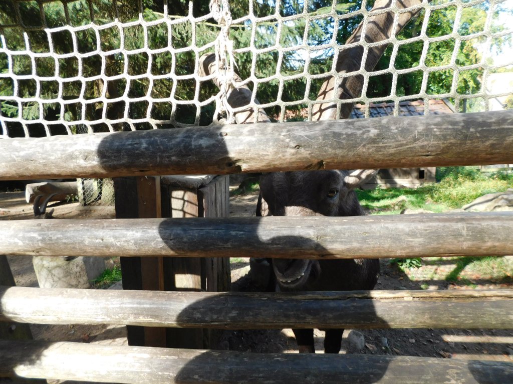 Mufflon (Bock)