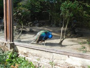 Männlicher Pfau