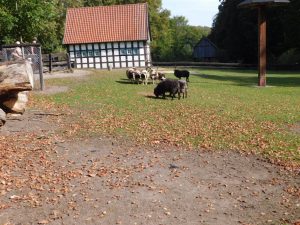 Eindrücke vom Tierpark Olderdissen