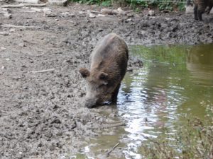 Wildschwein im Schlamm