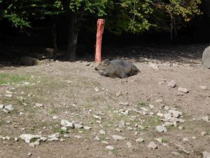 Wildschwein beim Chillen