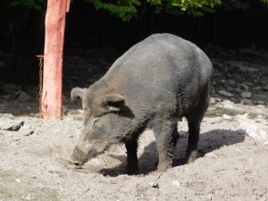 Wildschein