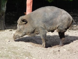 Wildschwein