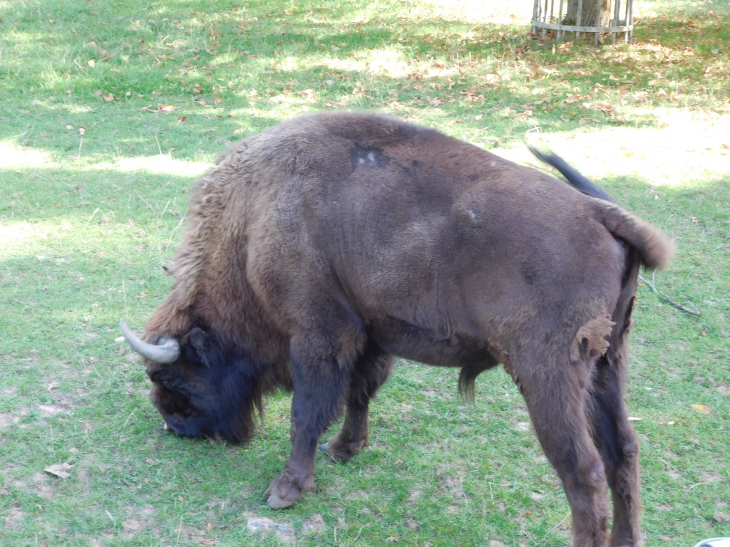 Wisent