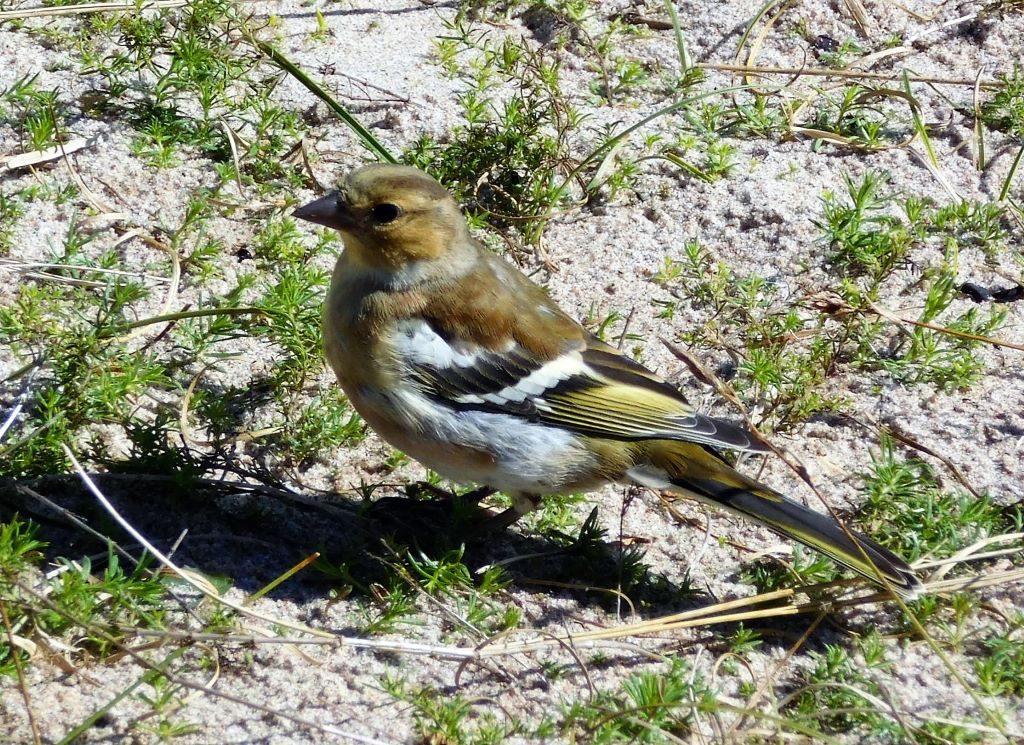 Der späte Vogel am Strand in Degersand