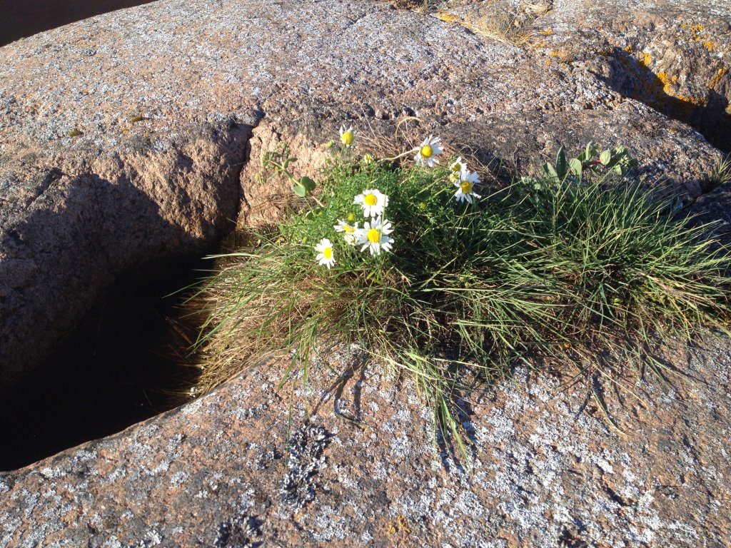 Gänseblümchen in Granit von Flyttan/Degersand