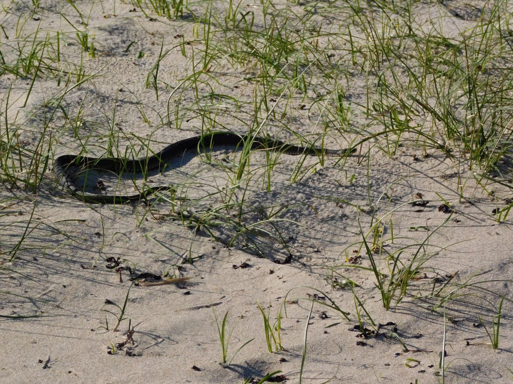 Schlange am Degersand Strand