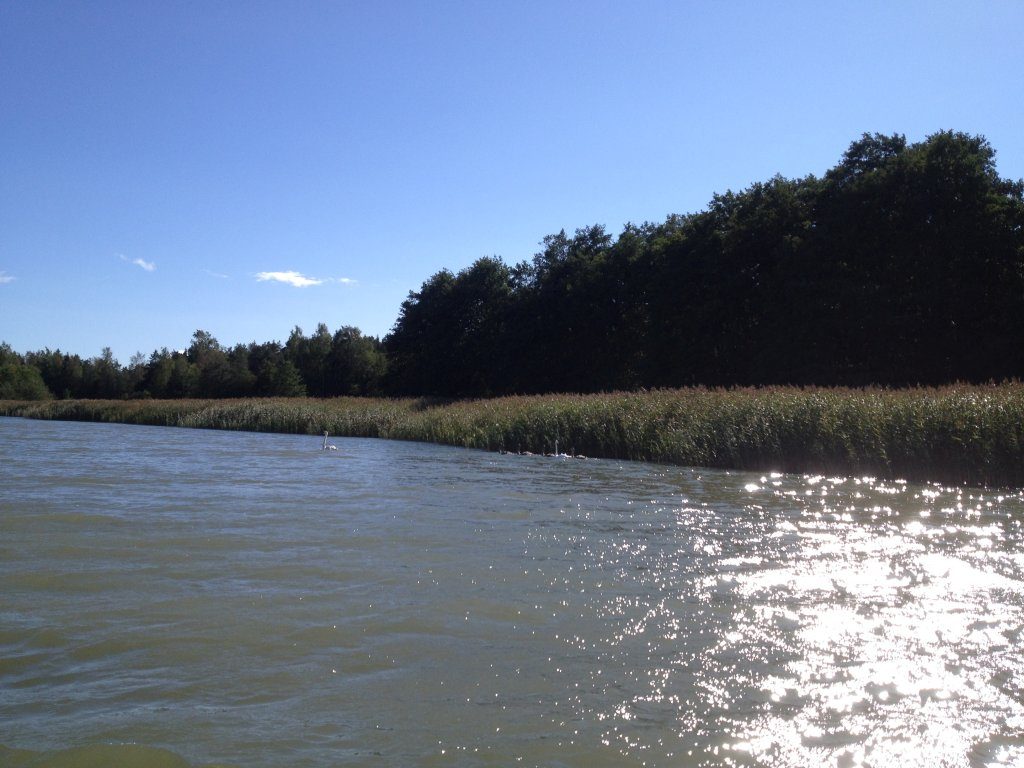 Schwanenfamilie im Böleviken bei Eckerö