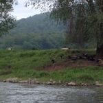 Schafe mit ihren Lämmern direkt am Ufer der Weser, beim Wesermarathon 2019. Schafe mit ihren Lämmern direkt am Ufer der Weser.