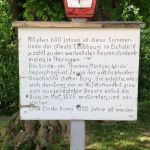 Hinweisschild zur Thomas-Müntzer-Linde vor dem Burgtor der Burg Scharfenstein. Hinweisschild zur Thomas-Müntzer-Linde vor dem Burgtor der Burg Scharfenstein.